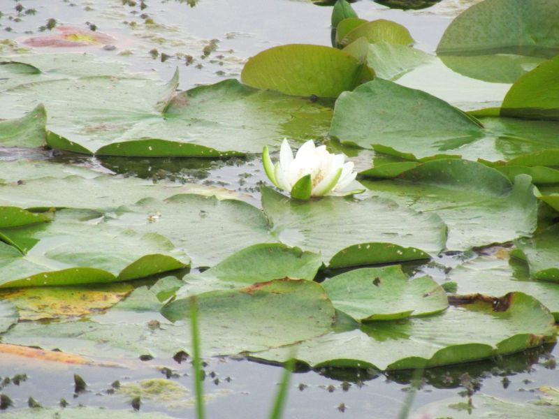 Join WalkCK this Saturday! - mailchi.mp/e80b5da263bb/j…