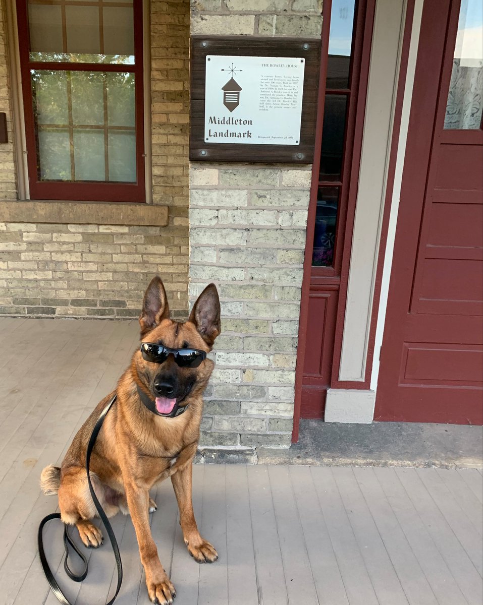 middletonpd's tweet photo. K9 Szeci is a little late to the #CityHallSelfie show since he just started his shift, but he thinks he's one cool cat....er dog at the Rowley House, a century home, built in 1867 at a cost of $800 & having been owned & lived in by one family for 120 years. #VisitMiddleton https://t.co/1NRrCdiduf