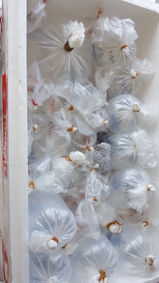 WilkerBiak's tweet photo. Pengecekan ulang di Cargo bandara udara Frans kasiepo biak, Pengirim Anwar sanusi, Ikan hias  1720 ekor 5 koli penerima : Arif tujuan 
@bkipmdenpasar 
@BKIPMJayapura       
@HumasBKIPM https://t.co/YMrHATzaz8