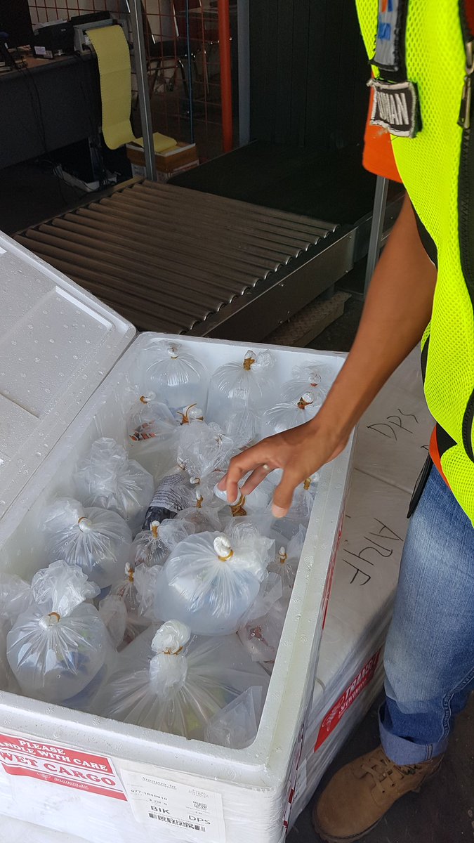 WilkerBiak's tweet photo. Pengecekan ulang di Cargo bandara udara Frans kasiepo biak, Pengirim Anwar sanusi, Ikan hias  1720 ekor 5 koli penerima : Arif tujuan 
@bkipmdenpasar 
@BKIPMJayapura       
@HumasBKIPM https://t.co/YMrHATzaz8