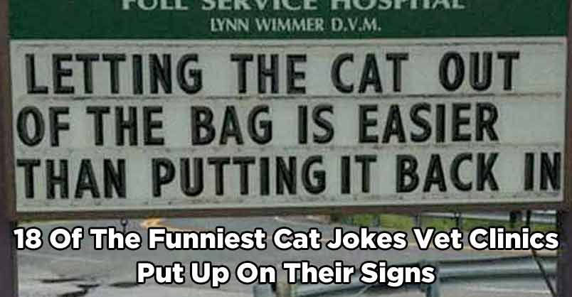 PurrrfectlyH's tweet image. 18 Of The Funniest Cat Jokes Vet Clinics Put Up On Their Signs - We Love Cats and Kittens buff.ly/31CKjmx #funny #lol #veterinaryhumor #pets