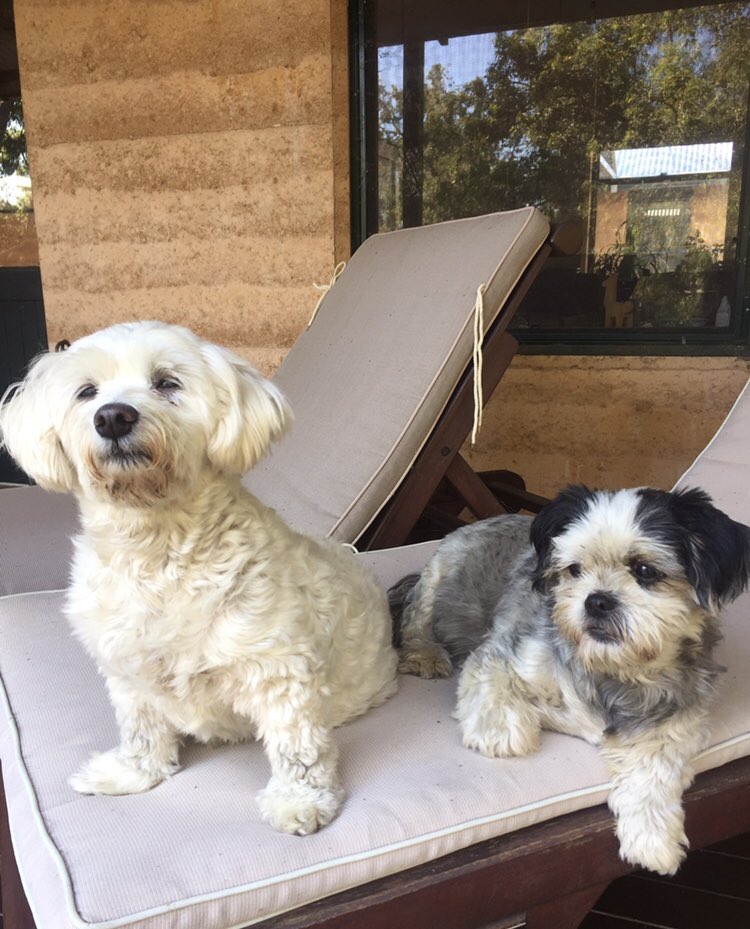 Elena_Kagi's tweet photo. And now for my second tweet... a picture of my fur babies! @Melinda_Edmunds do you recommend a public health to dog photo ratio of 1:1? #PHCareers19 https://t.co/uN3LtTiM4g