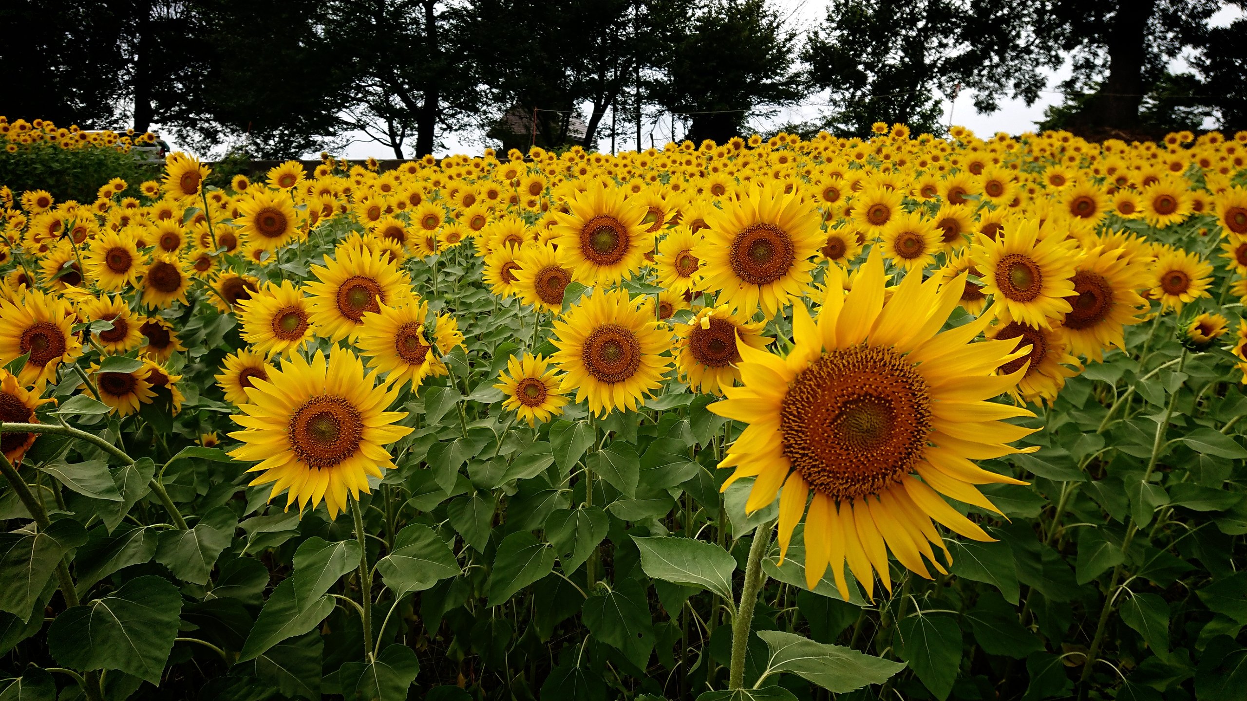 信州いいやま観光局 公式 8 10 菜の花公園のひまわり 飯山高校の甲子園の感動が冷めやらず ですが 菜の花公園の ひまわり の開花状況をおしらせします 太陽に向かって見事に咲いてくれました うーん 最高 お盆くらいまで お楽しみいただけ