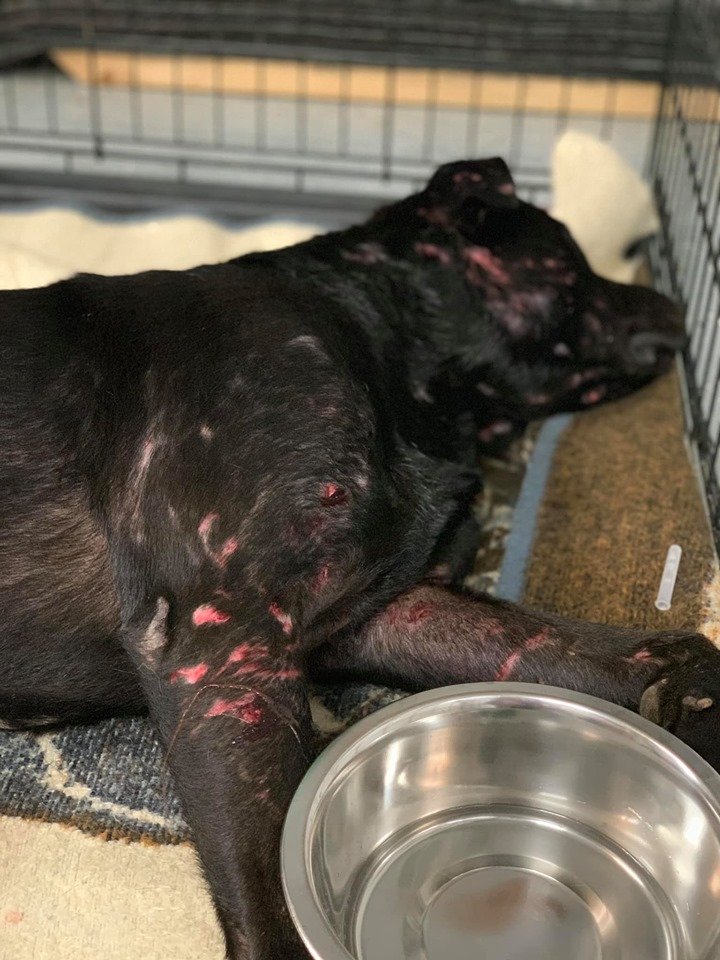 loli_loby's tweet photo. Calling all animal lovers. Dogs in caged area, several males with "in heat" females torn to shreds, reported to Rescue Joseph's Legacy, rescued. Today Middletown, Ohio ACO animal control, wants to give back to owner ..... WTH?

Sometimes we need to be the voice

Contact local gov https://t.co/YN6YNF5tr5