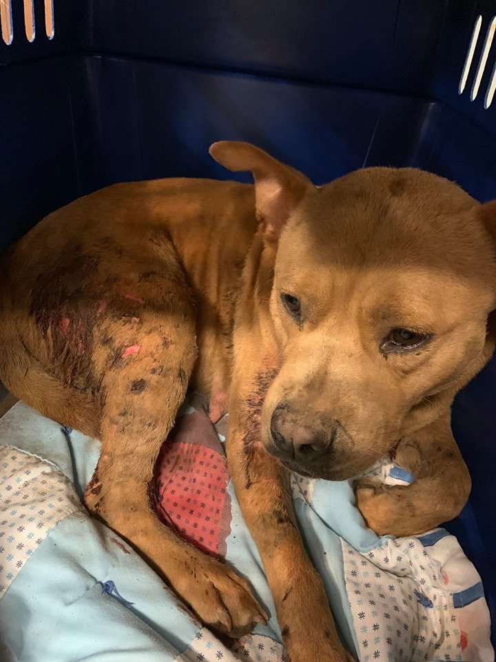 loli_loby's tweet photo. Calling all animal lovers. Dogs in caged area, several males with "in heat" females torn to shreds, reported to Rescue Joseph's Legacy, rescued. Today Middletown, Ohio ACO animal control, wants to give back to owner ..... WTH?

Sometimes we need to be the voice

Contact local gov https://t.co/YN6YNF5tr5