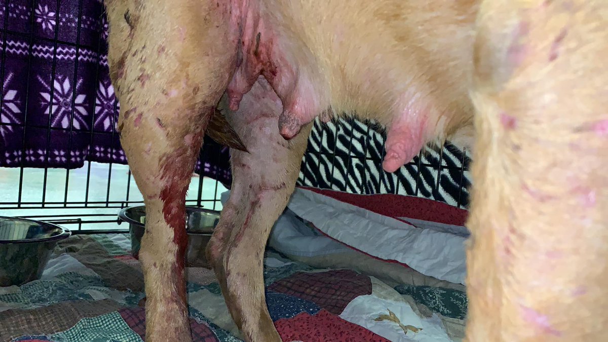 loli_loby's tweet photo. Calling all animal lovers. Dogs in caged area, several males with "in heat" females torn to shreds, reported to Rescue Joseph's Legacy, rescued. Today Middletown, Ohio ACO animal control, wants to give back to owner ..... WTH?

Sometimes we need to be the voice

Contact local gov https://t.co/YN6YNF5tr5