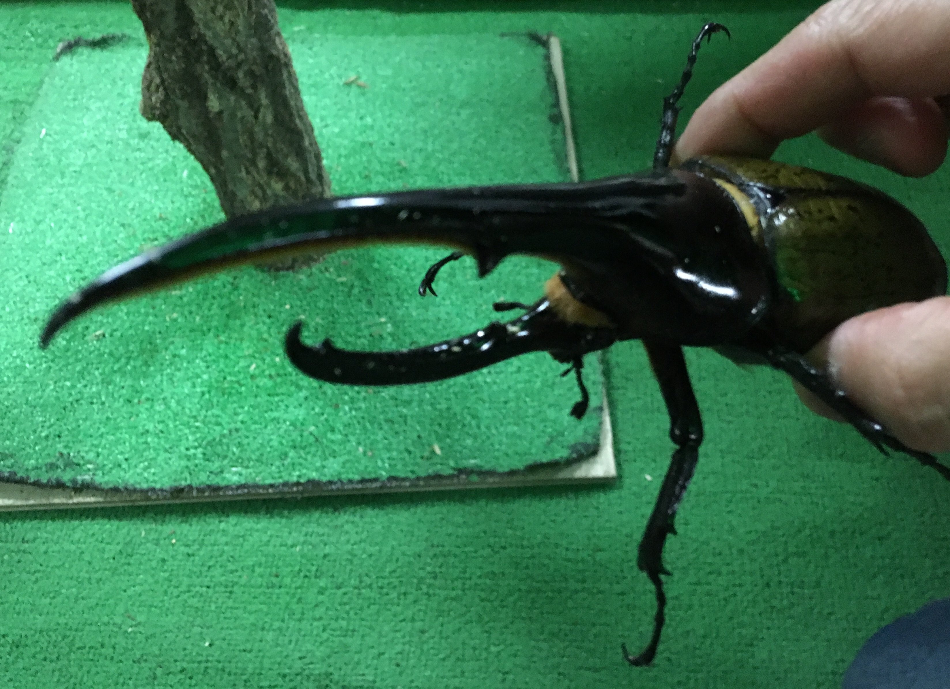 武内享 みんなおはよう 今日もブイブイで ヘラクレスオオカブトは飛ぶ気がしないんでオッケー 笑 T Co Deibfra8bs Twitter