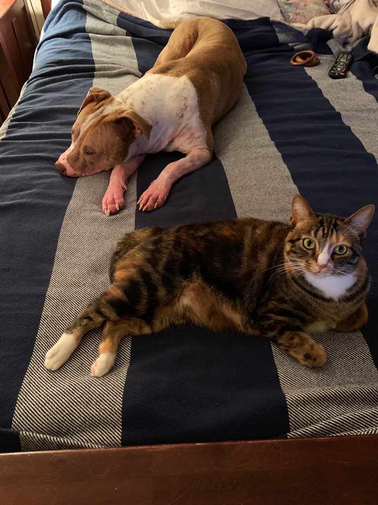 joebonsall's tweet photo. My granddog and grandcat Judah and Gema via @Grateful1976 https://t.co/KXAqjYQRZC