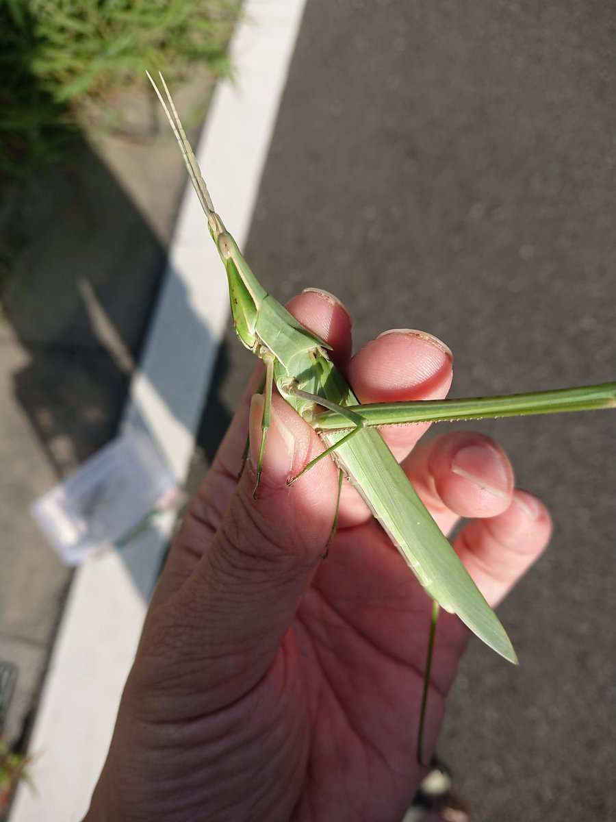 エレガントショウリョウバッタ 大きい 最高の花の画像