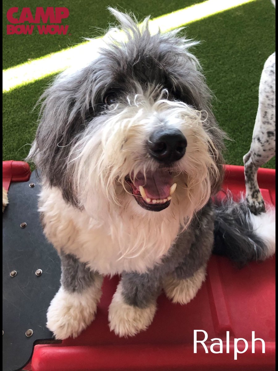 Ralph had a great first day at #campbowwowflowermound. Hope he keeps smiling once the rollie bag comes out. <a href="/CampBowWow/">Camp Bow Wow</a>