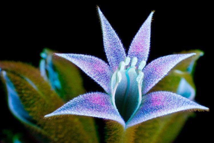 backroadxsaint's tweet photo. Humans are blind to ultraviolet light. But bugs can see it! Ever wondered what a flower looks like to a butterfly or bee? Well, now we know. (photos by Craig Burrows)💜🖤 https://t.co/zf03nYqJ3o