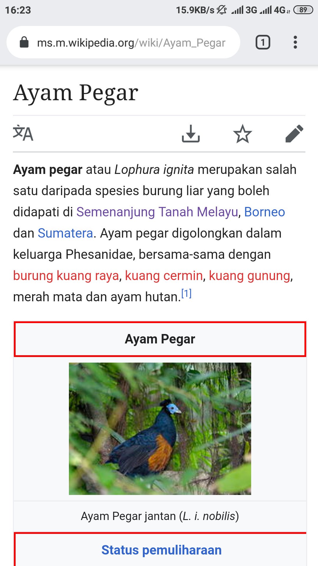 Burung kuang raya