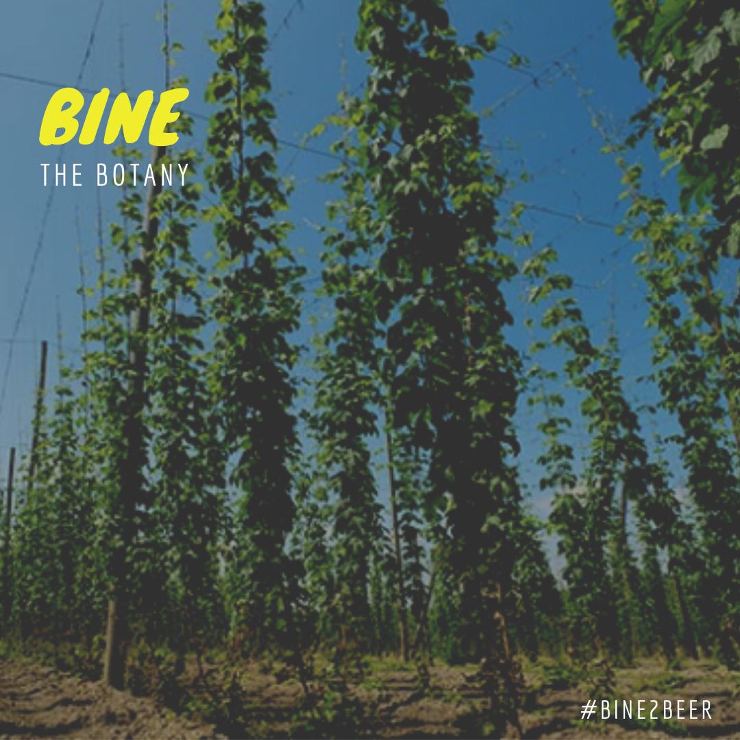 It's a bine not a vine! What is the difference? 

READ our #Bine2Beer blog series here. 

africahops.co.za/2019/08/15/bot…

Now you know!