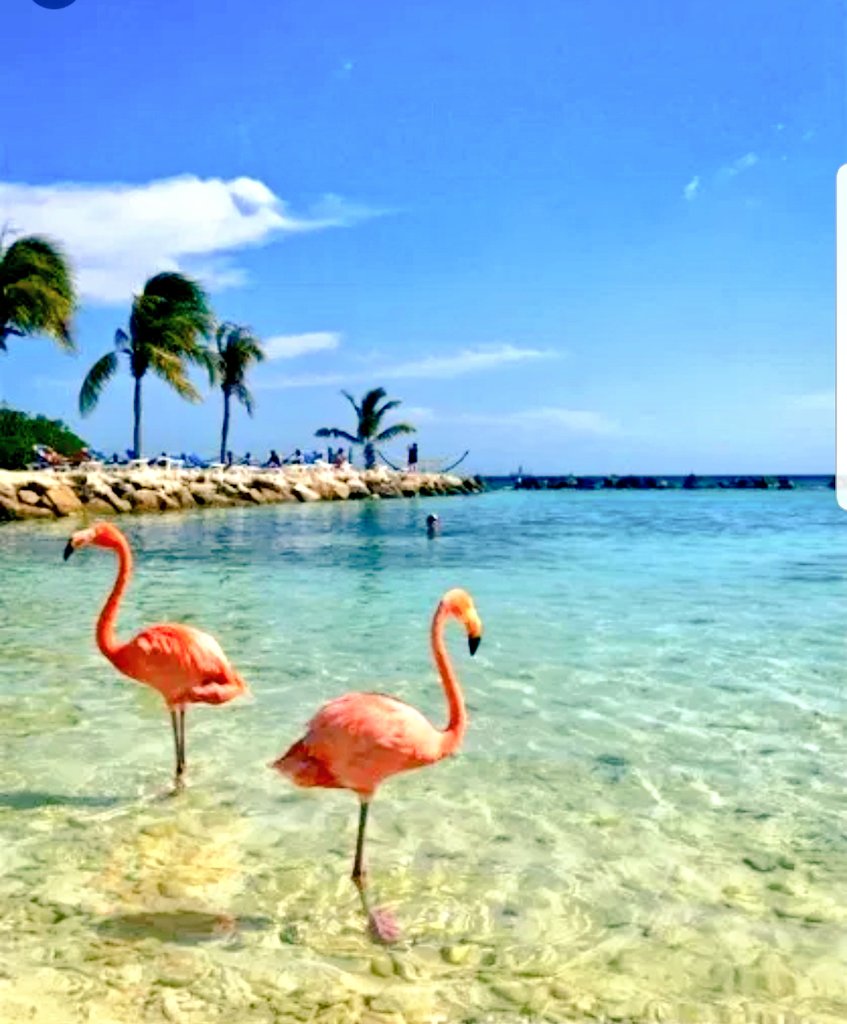 VickyConnor's tweet image. Our dream holiday is booked... Aruba, the countdown is on! @ArubaToerisme #aruba #thedream