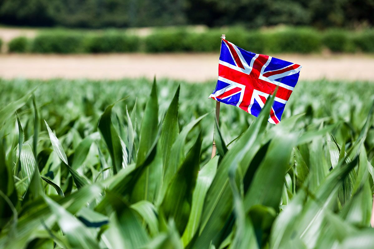 Now between 7 and 8 feet at its tallest points, the #PenshurstMaizeMaze is a tricky puzzle to tackle! Will you take it on and emerge victorious?
Open every day until 1st September! 🌽
#PenshurstPlace #SummerInKent #ExploreKent