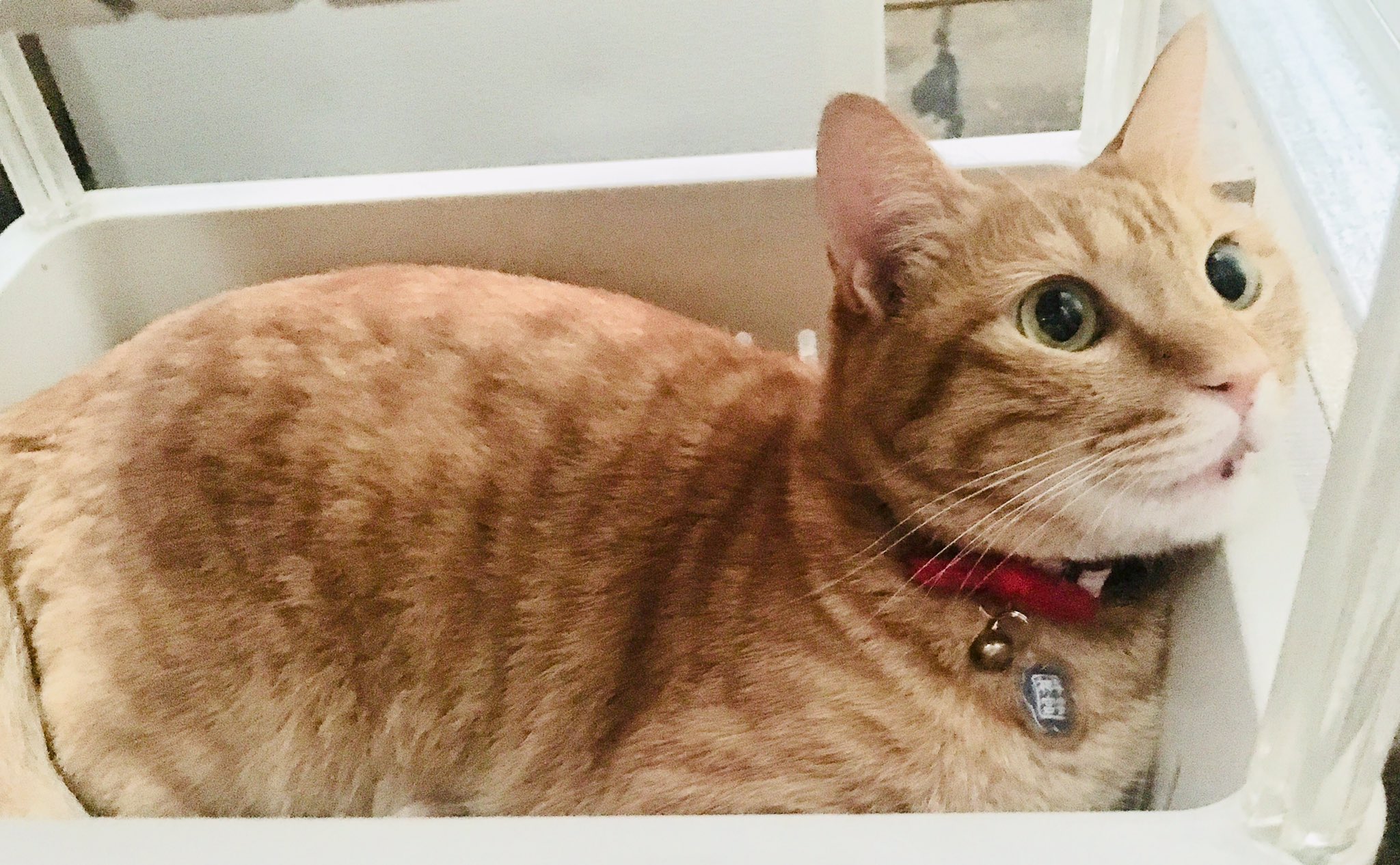 Red Tabby Cat おめめくりくりっ きなこっ 茶トラ まるどら きなこ 猫 ねこ ネコ 愛猫 女の子 にゃっ にゃ もふもふ 可愛い 家猫 お目々 おめめ くりくり クリクリ 目 T Co 9i1gu6nqjb Twitter