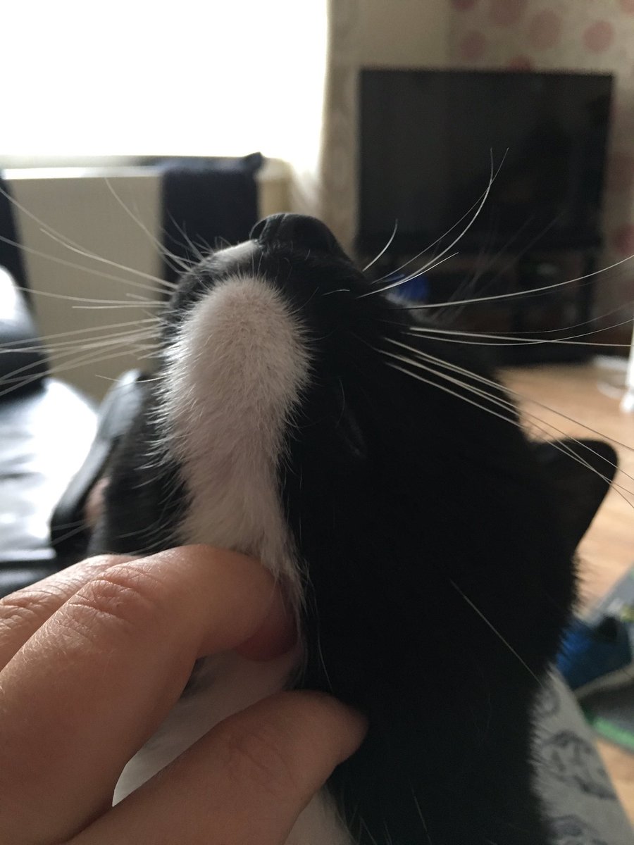 its_mandy6's tweet photo. Got to love patchys big seal whiskers lol #chinrub #whiskers #weesook https://t.co/ie6bOPBhRr