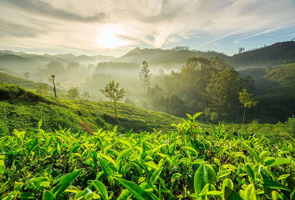 TMunnar's tweet photo. Experience The Neelakurinji Blooming With Munnar!!...
https://t.co/ELV2d2xIlm
#Travel #Munnar #travelblog #nature #Neelakurinji #beauty #kerala #amazingtrip #resorts https://t.co/NWAYBlsg1M