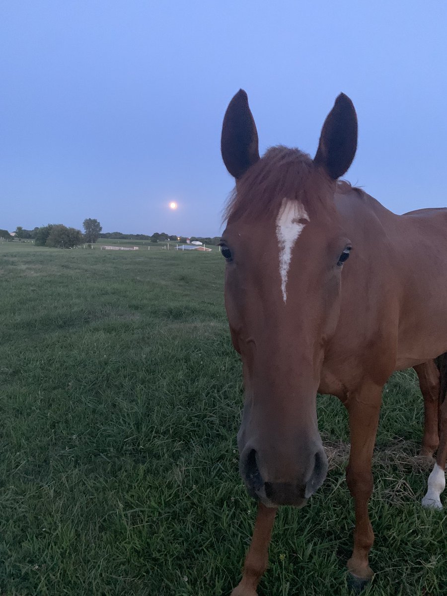 This isn’t just a cute picture of Finn, it is a picture of a full moon on the first week of school. Well played Mother Nature.  #noextrachaosneeded #thanksfortheextracrazy