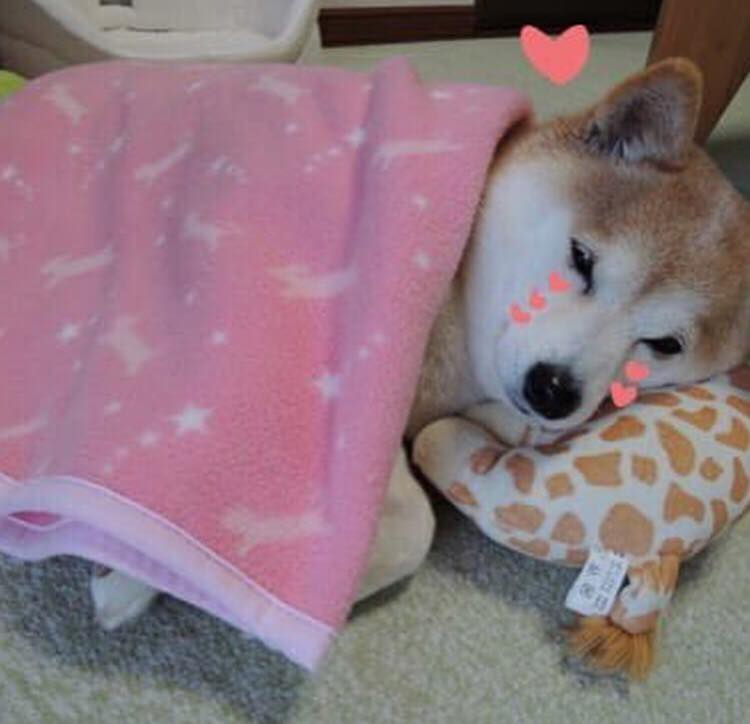 Télécharger gratuitement Images Dog Reaction Memes On Twitter Idk If It S Clear Yet But Damn Do dernière par