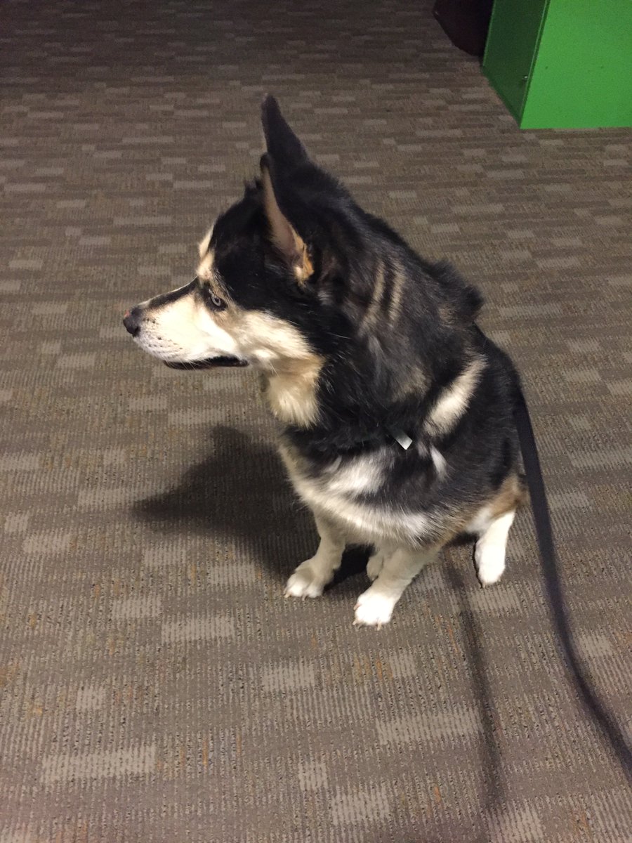 Found female Husky in the area of Clarke Farms subdivision on 8/15/19 around 9pm. The dog is being held at Parker Police Dept for a bit before being transporrted to the Buddy Center in Castle Rock. Please call Parker Police if you recognize our new friend. 303-841-9800