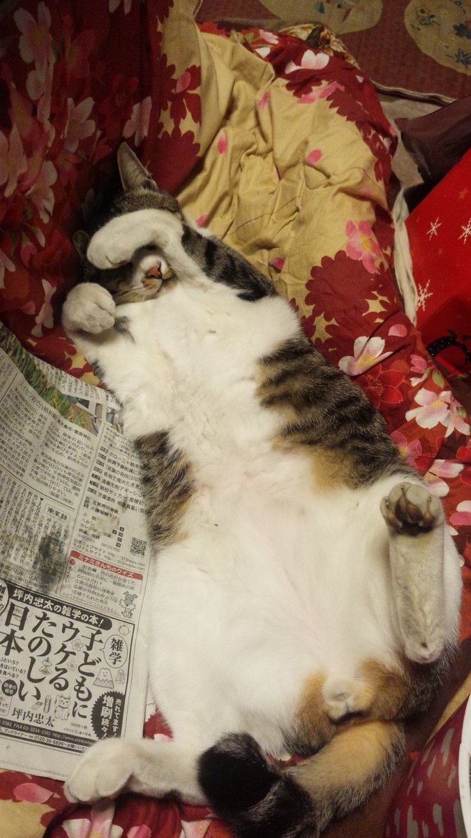 healingcat_bot's tweet photo. 私の(今はいない)猫ちゃんでよければどうぞ(^^) (rationDECO)さんより https://t.co/qbt3UNLezx