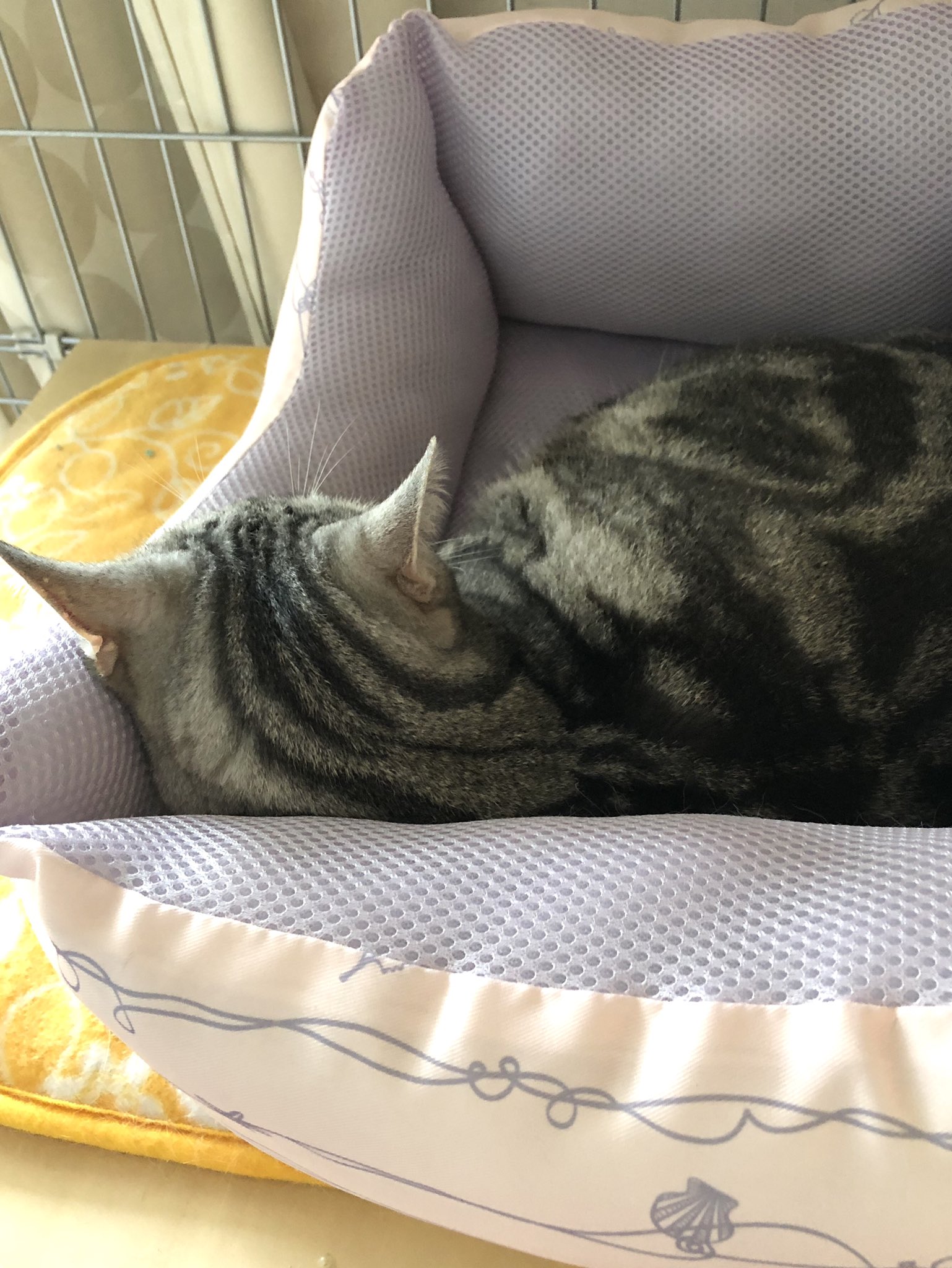 夏のお昼寝 Twitter Search Twitter