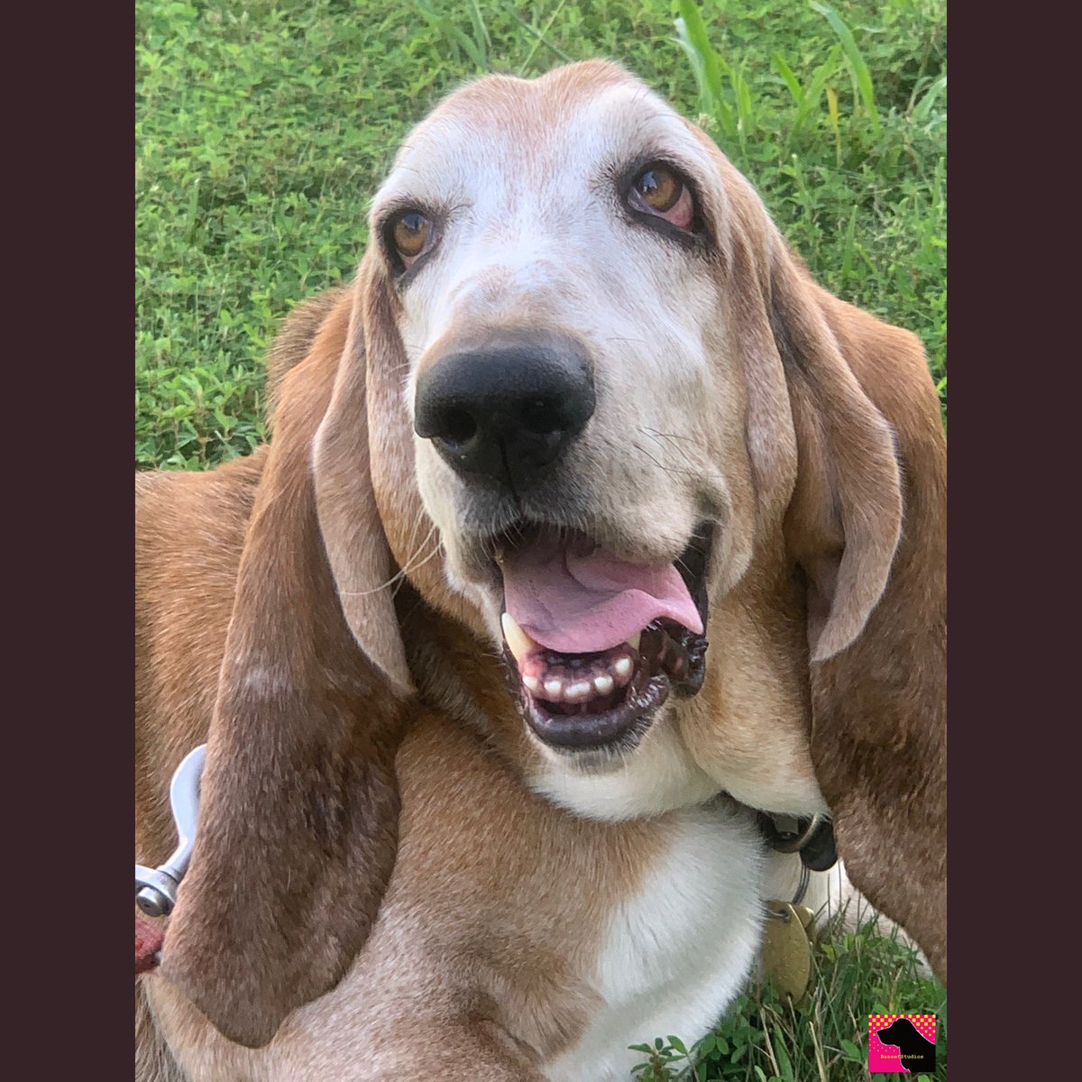 Day 3 of 7 of my 🐾 life. The rules: 1. No humans 2. No 
explanations 3. Challenge 1 person per day... I was challenged by <a href="/QuincyBasset/">QuincyBasset</a>  and I challenge <a href="/bassetmamaX2/">Laura Roberts 💉💉</a> ♥️