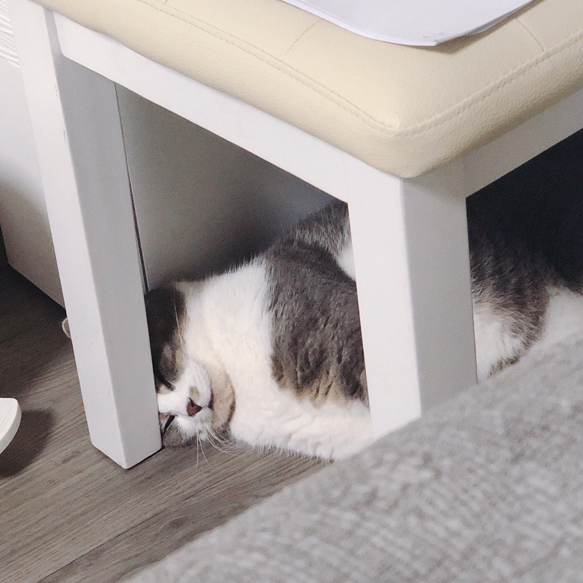 달리의 나날 tweet media