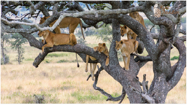 kweliadventure's tweet photo. Acacia trees are a part of Tanzania’s forest and iconic trees. Sometimes these huge subtropical trees are spotted with lions climbing or other colorful birds making it their home. https://t.co/vQ2EVKTIcV