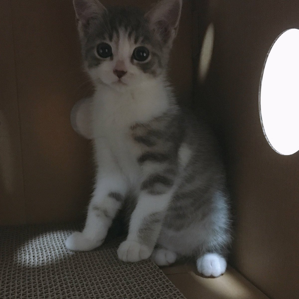 달리의 나날 tweet media