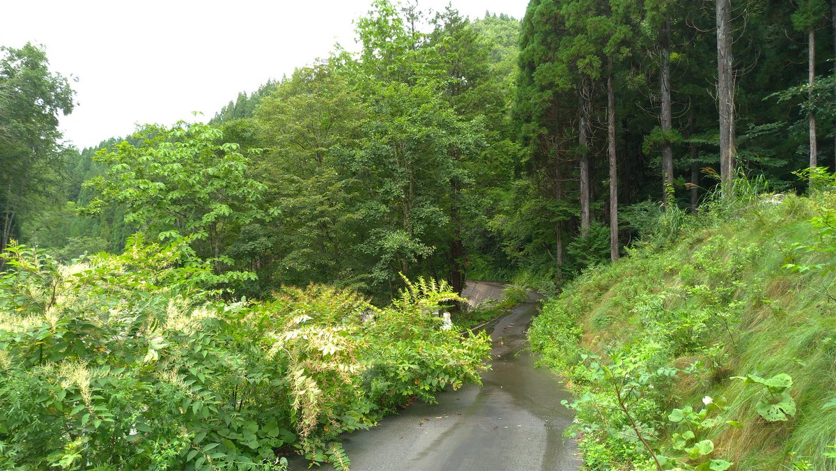 kumacon's tweet photo. R257荘川町側

台風のせいか、折枝や落石が多数…
手でどかしながら少しづつ進みました

対向車？来ないよ

#R257 #R472 https://t.co/Dfikpoe6oY