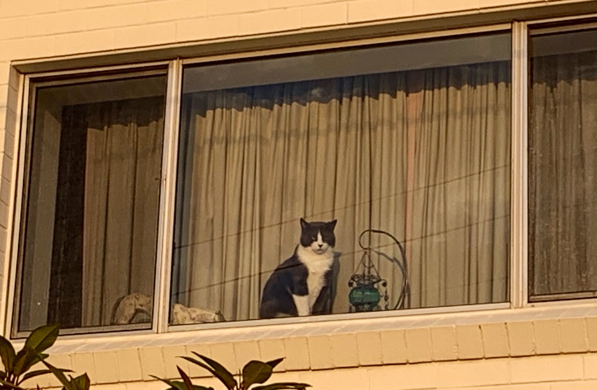 StellaBella67's tweet image. Look at this cutie! 10/10 for being gorgeous &amp;amp; watching the sunrise. 2/10 for being inaccessible up on the 3rd floor 😻 @thecatreviewer  #windowcat