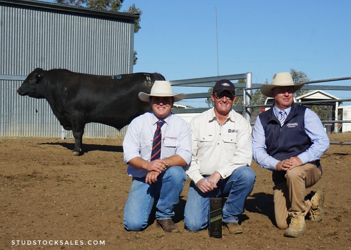 struanp's tweet photo. Booroomooka Angus Bull Sale, NSW - 211/211 bulls sold to $14000 twice (Lot 19. Booroomooka Nicconi N139 to Myanga Angus, Chatsbury NSW &amp; Lot 30. Booroomooka Prophet N117 to Highview Stock Co, Coolah NSW) &amp; av. $6156. https://t.co/GbD6S3HJ4I
