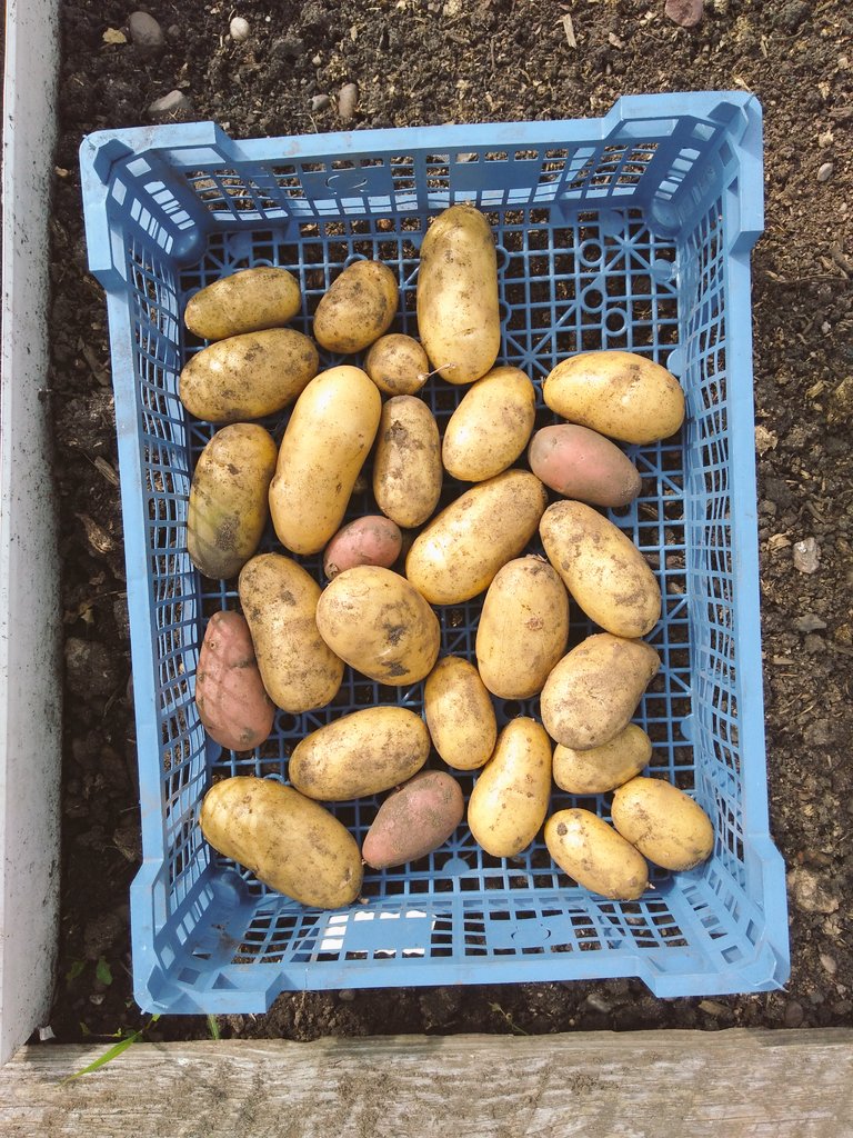 canudigit15's tweet photo. #NationalAllotmentWeek views from #plot9 #plot15 https://t.co/xkQA7qFrWt
