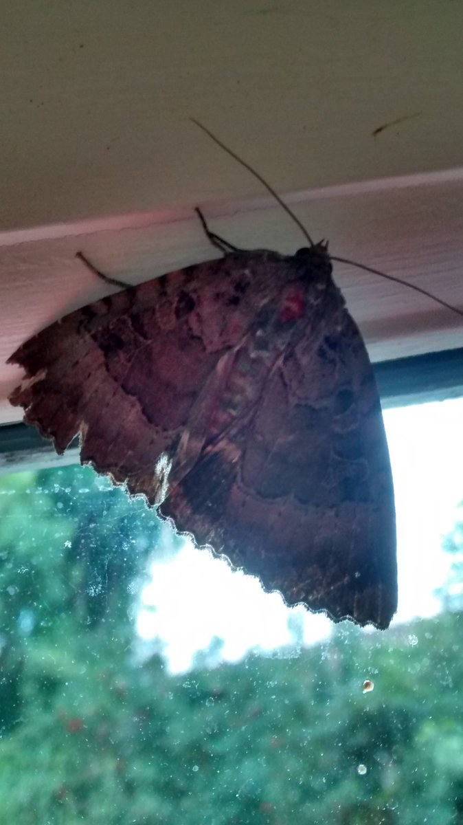 njoreillydebre2's tweet photo. A rather battered Old Lady moth ( l think) in the kitchen this morning. Is it a sign it is time to go on holiday? #largemoth https://t.co/VSxCKUNj9j