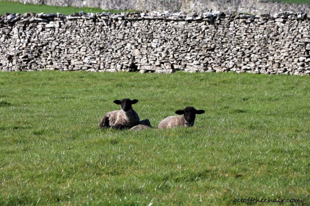getoffthechair's tweet photo. When you go for walk and see the little lambs :)
#LakeDistrict #notjustlakes #lakes #visitcumbria #cumbria #mountains #wainwrights214 #hike #hikes #landscape #view #fells #fellwalks #niceday #getoutside #sheeep #lamb #animals #nature #dayout #adventure #photography #photonature https://t.co/O2jZnAgOX4