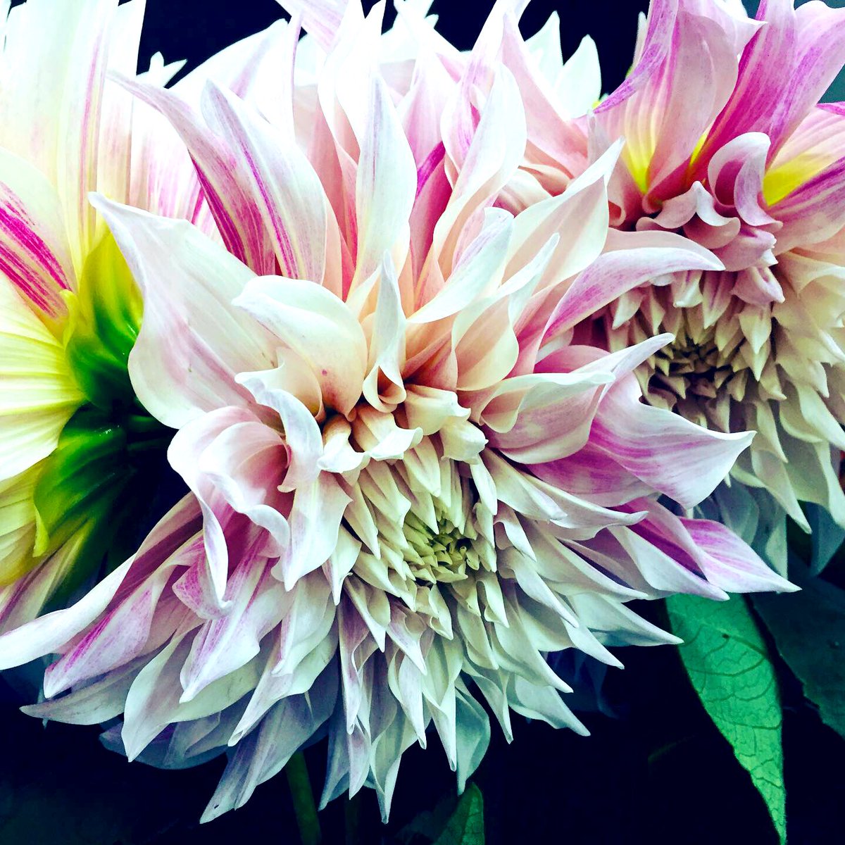 Fleurinn's tweet photo. #Dhalia tijd https://t.co/cxRCOvoUuU