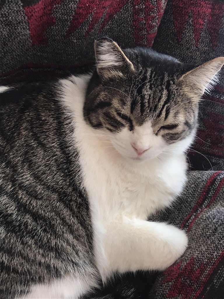 nekoneko0322's tweet photo. 〈御報告〉

2018年3月22日に行方不明になっていた愛猫のミーコが2019年8月15日に見つかりました。
心優しい方が保護してくださって、今は里親さんの元で幸せに暮らしているそうです。
RT、いいね、リプ等でご協力してくださった方々には感謝してもしきれません。本当に本当にありがとうございました。 https://t.co/ZzYJ91Ha8L