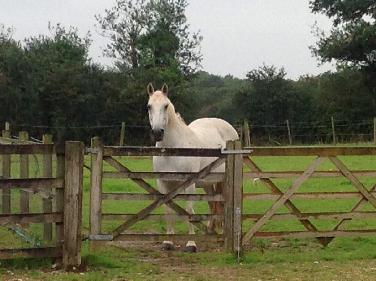 SarasCottage's tweet photo. My view from the kitchen this morning. Gracie has opened the compound she was in to come near to the house. #waitingforbreakfast #opensgates @premiercottages https://t.co/NJQPF7dnQr