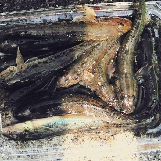 カイズ Twitter Search Twitter