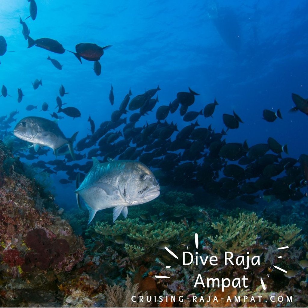 wisesarajaampat's tweet photo. “There are no strangers in this world, only friends I haven’t met yet.”
Book for 2020-Bucket List Raja Ampat

Want to join your fellow #wanderlust Explorers? Schedule your Raja Ampat Cruise for 2020 right now!
#rajaampatsailingcruise #explorerajaampat #indonesia https://t.co/EMvvUZ4X6G