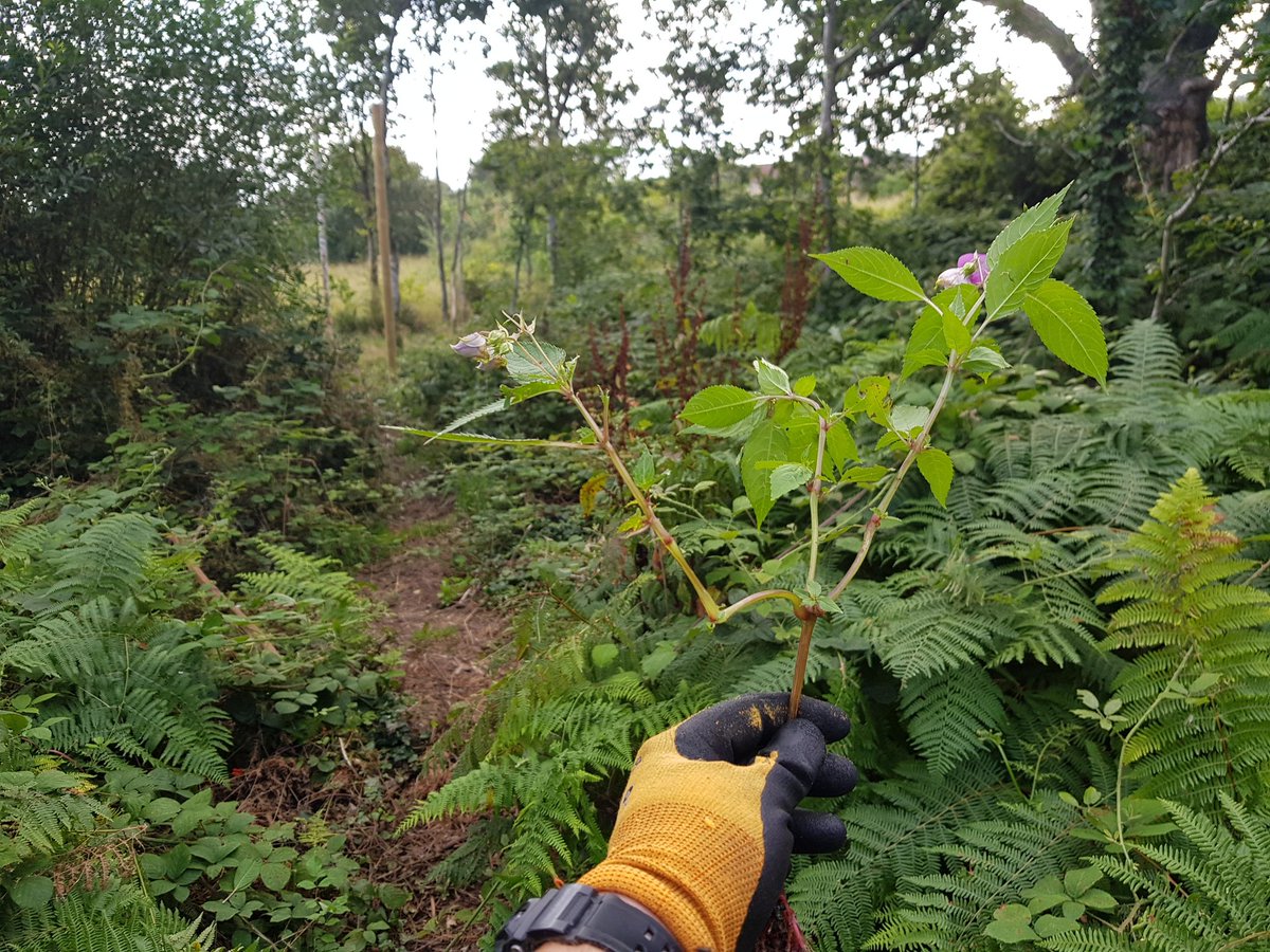 Spent an hour last night with Brian and Rich tackling #Himalayanbalsam behind Glan Rhyd. 4th time we've been over this section. Hopefully that's this finished, although loads of May 2019 sized plants were found &amp; easy to miss. #Volunteering #INNS