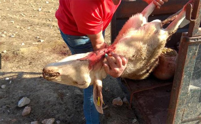 CazavisionTV's tweet photo. 6 ovejas muertas y otras 10 heridas en el รบltimo ataque de lobos en Salamanca
๐ https://t.co/EUz55AjAux
#Caza #Ganaderรญa #Lobos #AtaquesdeLobo #Salamanca https://t.co/TE2kyIzOYu