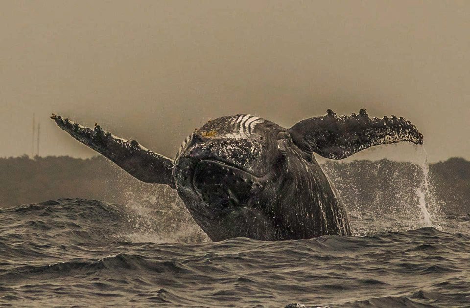 How is this great action shot? Whale watching at its best early morning off St Lucia <a href="/iSimangalisoZA/">iSimangaliso</a> Wetland Park in Zululand with Advantage Tours

#Zululand #StLucia #iSimangaliso #KZNTourism #DoKZN #DoTourism #ZululandTourism