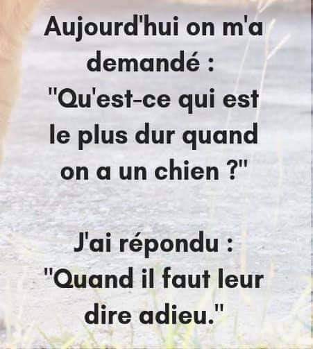 SecuCyno's tweet photo. A nos binômes retraités, nos disparus...
Bonne Fête de la Saint Roch à toutes et tous les Cynophiles...
#SaintRoch #cynophile
#S2AC
https://t.co/gs0MRNZhev https://t.co/D1Ics0TRWe