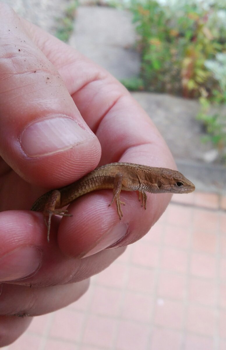 蛙ノ庄 Pa Twitter お庭で出会ったカナヘビちゃんです しっぽが長いのが特徴なんですね 知らなかった勉強中 8 12撮影 茨城
