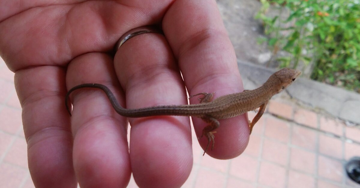 蛙ノ庄 Pa Twitter お庭で出会ったカナヘビちゃんです しっぽが長いのが特徴なんですね 知らなかった勉強中 8 12撮影 茨城