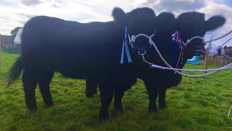 Denbighshire &amp; Flint Show.

Congratulations to
 A &amp; R C Williams Mynach Herd.
 
Champion #welshblack
 
Y ddwy yma wedi cael diwrnod da yn y sioe ddoe! Pencampwr y gwartheg duon a cil bencampwr y rhyngfridie efo Mynach Gwyneth 58, ar ddwy wedyn yn cael cilwobr y parau rhyngfrid!