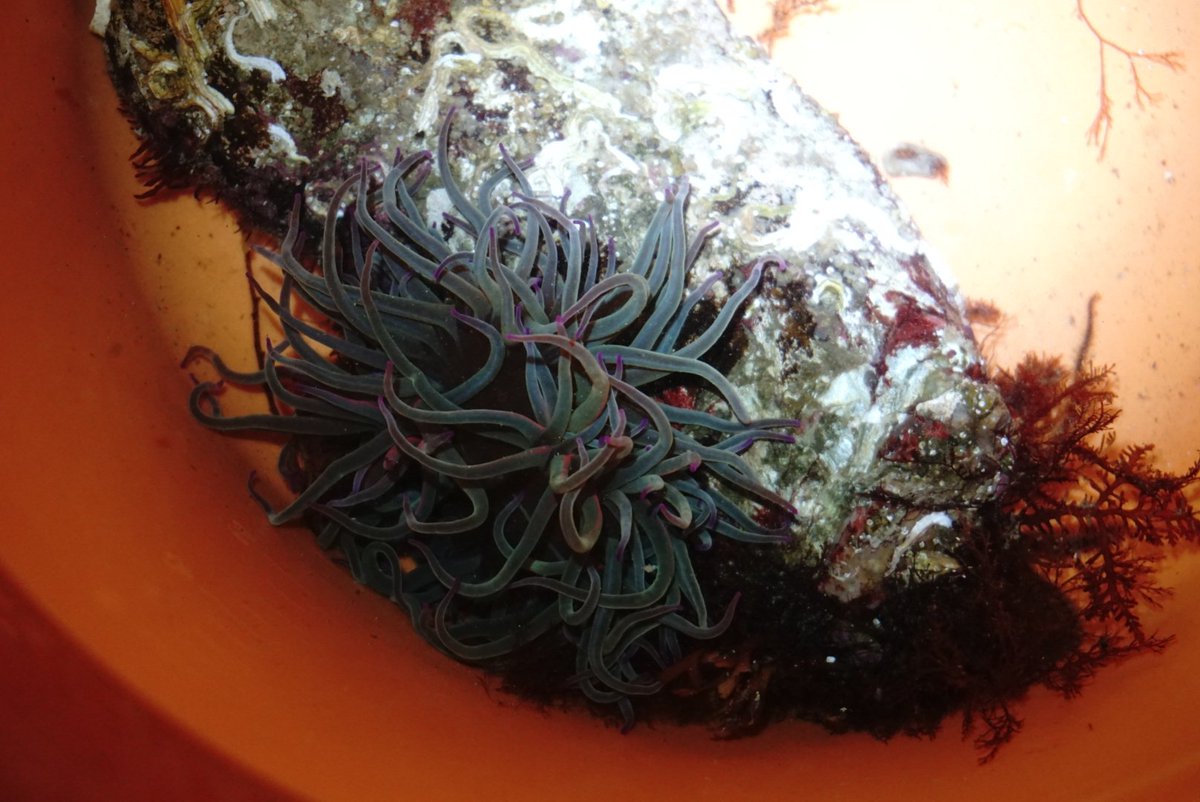 UoE_SciSquare's tweet photo. Dr Nicole Goodey Tells us all about what makes animals glow! Check out this awesome #snakelock #anemone that the team found at #gyllybeach last night!
#ScienceintheSquare
#LivingLight
#Rockpool https://t.co/kxrnXDkMvv